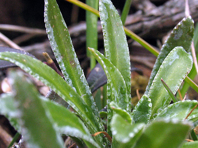 Saxifraga hostii subsp. rhaetica / Sassifraga di Host